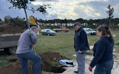 Kod plaže Mostina posađeno deset hrastova crnike