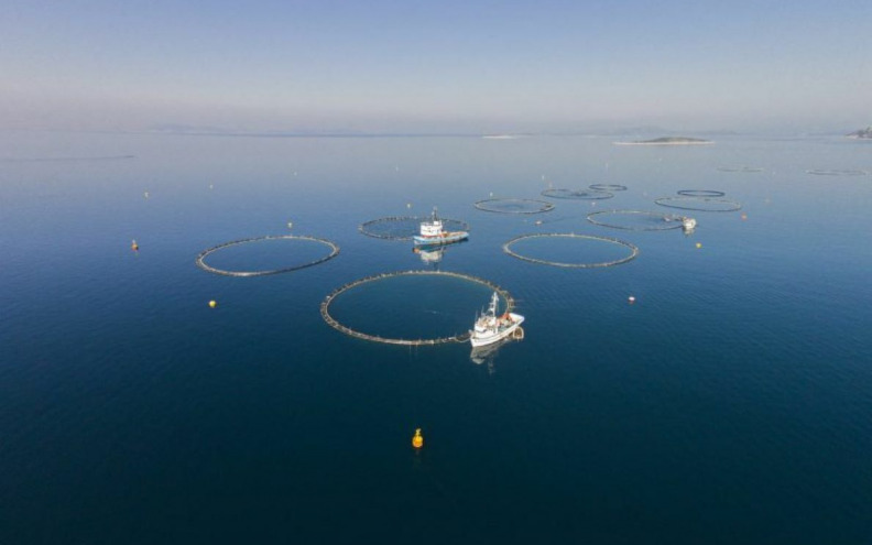 POVEĆAN IZLOV TUNE Kako pomiriti uzgajivače, ribare i zaštititi Jadran?
