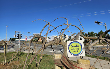 Grad Nin se sadnjom stabala uključio u nacionalni projekt “Hrvatska prirodno tvoja”