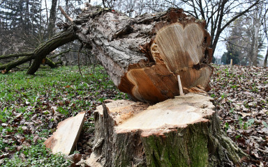 U padu stabla poginuo radnik Hrvatskih šuma
