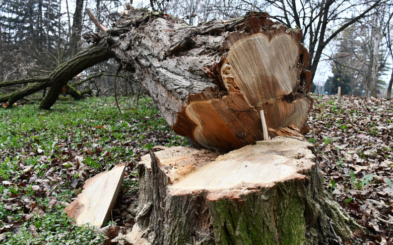 U padu stabla poginuo radnik Hrvatskih šuma