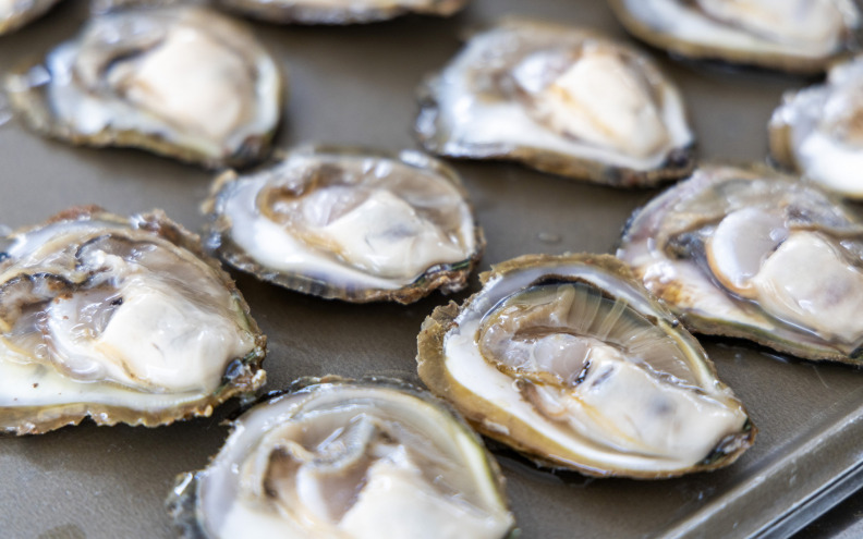 U Hrvatskoj raste uzgoj plosnatih kamenica: 'Nutritivno izrazito vrijedna namirnica'