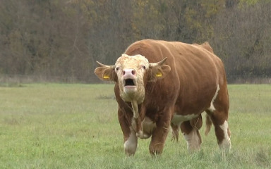 “KATASTROFA, NIŠTA DRUGO!” Ubijen bik Miško koji je lutao Gračacem: “Ovo je kriminal…”