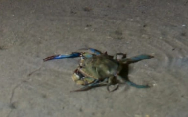 Predator u Ninskoj laguni: Plavi rak ugrožava autohtone vrste! Postoji niz teorija…