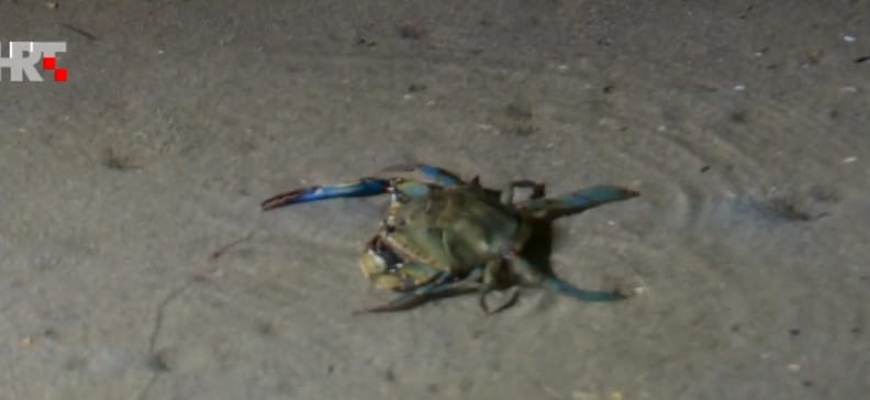 Predator u Ninskoj laguni: Plavi rak ugrožava autohtone vrste! Postoji niz teorija…
