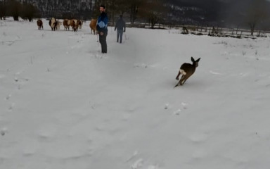 Neobičan član kućanstva: Obitelj Sertić u Polašima udomila malu srnu