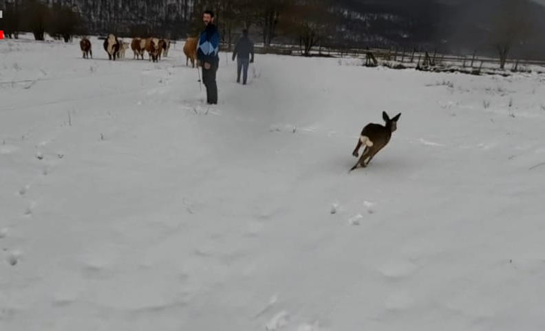 Neobičan član kućanstva: Obitelj Sertić u Polašima udomila malu srnu