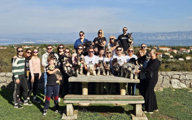 Patuljasti šnauceri ove nedjelje osvajaju zadarske ulice