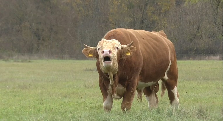 IZAZIVA STRAH Bik van kontrole terorizira Gračac: ‘Kad počne rikati, bolje ti je bježi kud znaš’