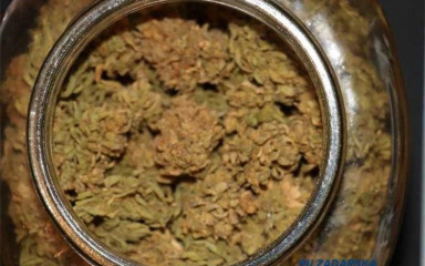 Policija od Zadranina oduzela marihuanu i opremu za uzgoj marihuane!