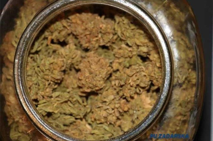 Policija od Zadranina oduzela marihuanu i opremu za uzgoj marihuane!