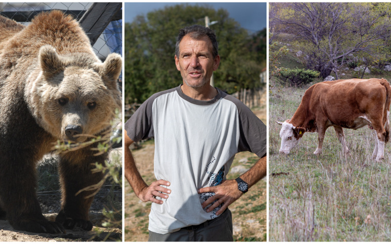 Stado krava obitelji Čavlin iz Muškovaca na Velebitu napao medvjed: 'Srce mi se stislo...'