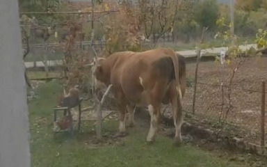 Prijatelji životinja o usmrćivanju Miška: ‘Zgroženi smo! Da je riječ o psu…’