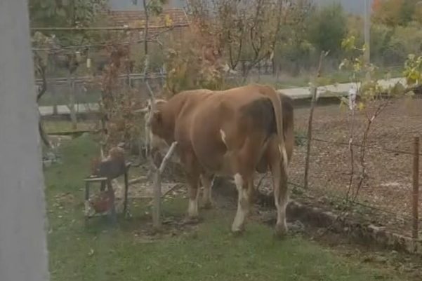 Prijatelji životinja o usmrćivanju Miška: 'Zgroženi smo! Da je riječ o psu...'