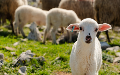 Nakon svinja, na red došle ovce i koze: Kuga malih preživača prvi put potvrđena u Hrvatskoj