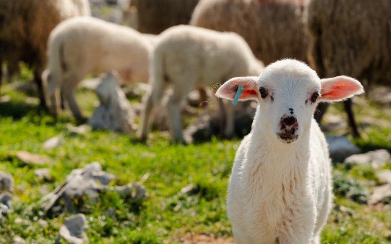 Nakon svinja, na red došle ovce i koze: Kuga malih preživača prvi put potvrđena u Hrvatskoj
