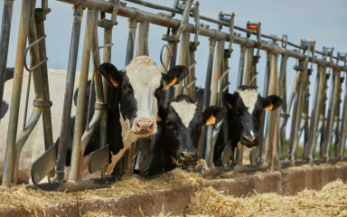 DOMAĆE MLJEKARSTVO NA UDARU Visoka produktivnost, ali niska otkupna cijena