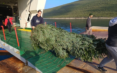 Božićne jelke stigle na zadarske otoke, Grad za njih izdvojio preko 6000 eura