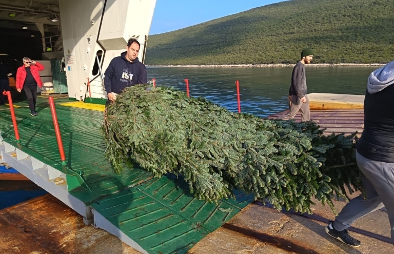 Božićne jelke stigle na zadarske otoke, Grad za njih izdvojio preko 6000 eura
