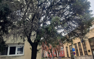 Iz Nasada odgovorili građanima: ‘Crnike na Istarskoj obali nisu pilane niti uklonjene, riječ je o…’