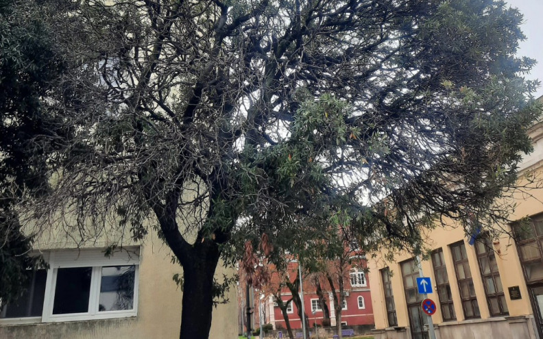 Iz Nasada odgovorili građanima: 'Crnike na Istarskoj obali nisu pilane niti uklonjene, riječ je o...'