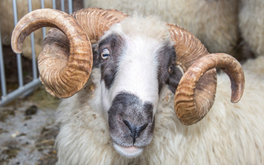 POZNAT IZVOR ZARAZE Otkriveno kako je u Hrvatsku stigla kuga malih preživača