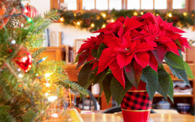 Božićne sobne biljke mogu unijeti prirodnu čaroliju u dom