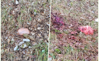 GROZNE SCENE!”Šuma je krvava, puca se po noći. Pa zar se moramo bojati za vlastiti život?”