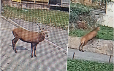 NEVJEROJATNA SCENA! Veliki jelen s impresivnim rogovima snimljen usred Rijeke, pogledajte video