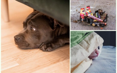 BUČNI BLAGDANI Pirotehnika i dalje ugrožava djecu, životinje i kvalitetu života