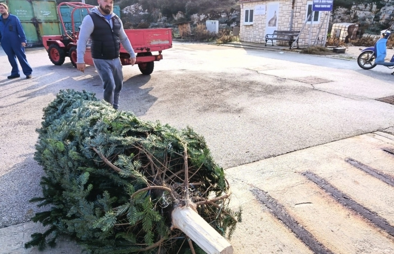 Božićne jelke stigle na zadarske otoke