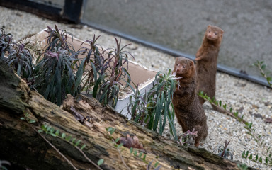 Životinje u zagrebačkom zoološkom dobile božićne darove