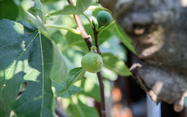 Bračni par osuđen na rad za opće dobro jer su uzeli 1,5 milijuna eura iz EU za smokve koje nikad nisu posadili