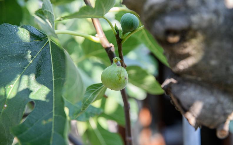 Bračni par osuđen na rad za opće dobro jer su uzeli 1,5 milijuna eura iz EU za smokve koje nikad nisu posadili