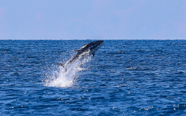 Nije naš bakalar baš najskuplja riba: Tuna od 3,2 milijuna dolara postavila novi rekord