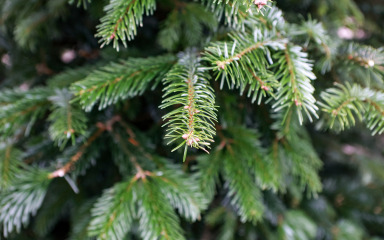 Čistoća započela odvoz božićnih jelki: ‘Kao i svake godine, uputa je građanima…’