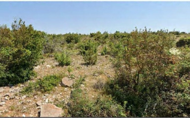 Veliki nasad bajama te maslina u Slivnici: ‘Kako bi se pripremio teren za…’