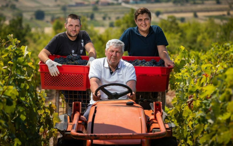 Trnjak – mala, ali velika sorta dalmatinskog krša