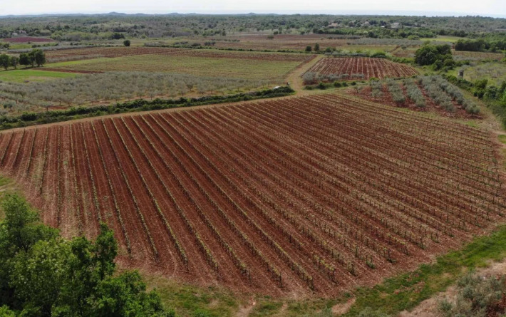 Misal Istra: Kad vrijeme postane i sastojak pjenušca