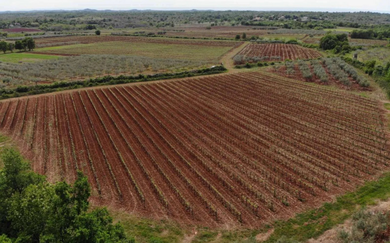 Misal Istra: Kad vrijeme postane i sastojak pjenušca