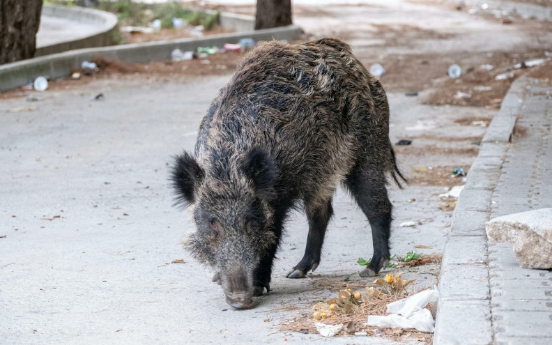 Lovci će provesti hajku na divlje svinje koje lutaju zadarskim ulicama: 'Širenjem grada ljudi su ušli u njihova staništa'