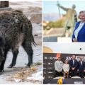 PREGLED DANA Srijeda u znaku borbe protiv divljih svinja u Zadru i smjene direktorice TZ Nin