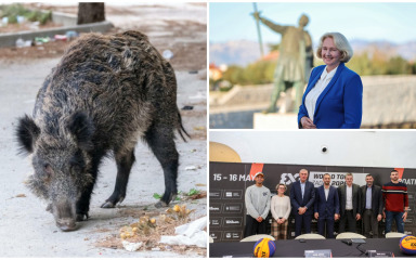 PREGLED DANA Srijeda u znaku borbe protiv divljih svinja u Zadru i smjene direktorice TZ Nin