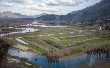Poplavljena polja u Vrgorcu, pod vodom pola milijuna čokota vinove loze