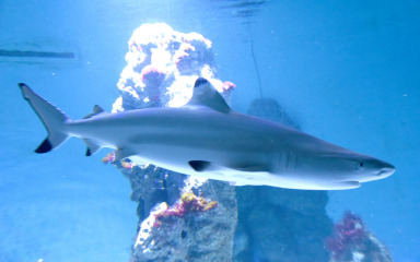 ZNANOST S FACEBOOKA Stručnjak upozorava na opasne pogreške u istraživanju morskih pasa