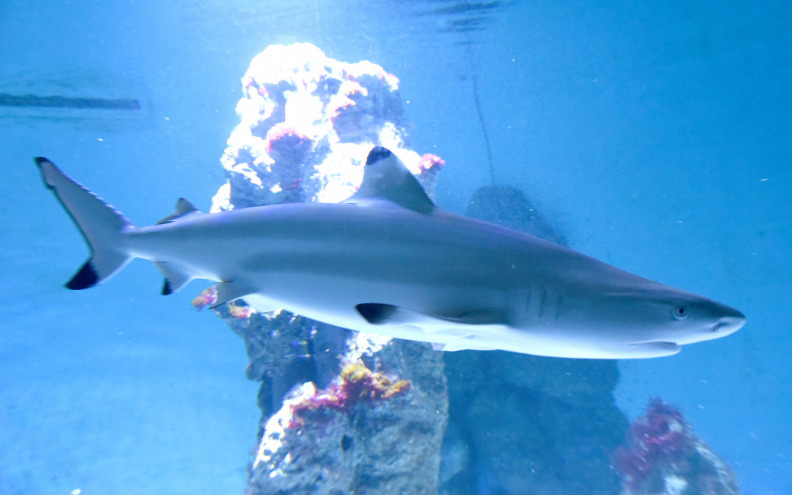 ZNANOST S FACEBOOKA Stručnjak upozorava na opasne pogreške u istraživanju morskih pasa