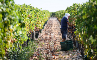 Zadruga MasVin nije uspjela odgoditi početak otplate duga, žalba Ljiljane Uzelac odbačena kao nedopuštena