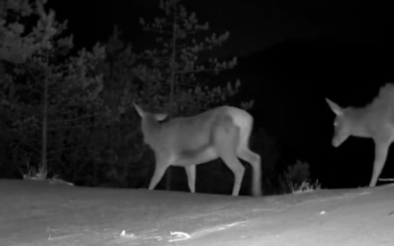VIDEO Snimka životinjske gužve iz NP-a Paklenica osvojila društvene mreže