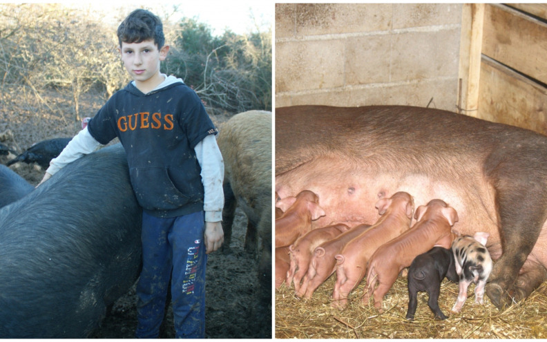 NAJMLAĐI SVINJOGOJAC Luka (11) iz Raštana Donjih ima šest krmača i 64 praščića: 'Na farmi sam od jutra do sutra'