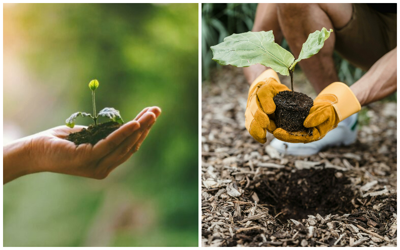 IDEALNO VRIJEME ZA SADNJU Donosimo ključna pravila za sadnju drveća u siječnju